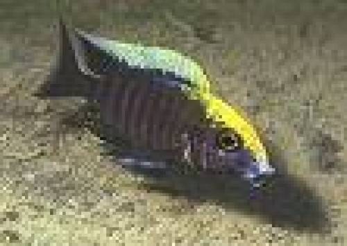 aulonocara maylandi gelbstirmvariante
