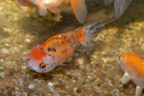 ranchu seltene schleierschwanzform