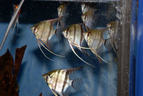 wf sklalare aus brasilien