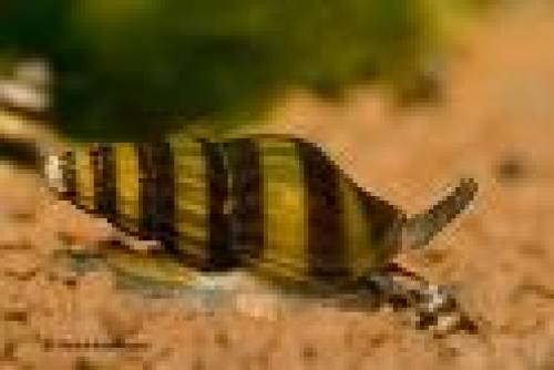 raubschnecken helena