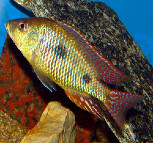 otopharynx tetrastigma