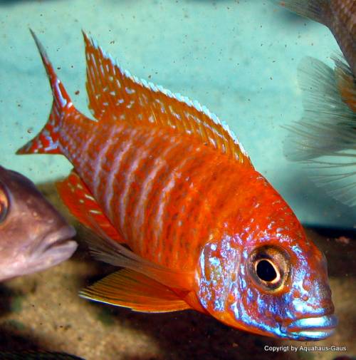 aulonocara red rubin