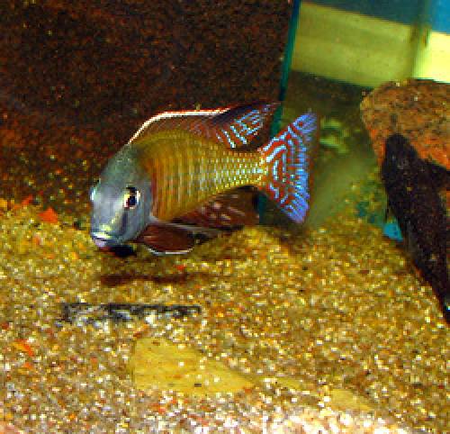 letrinops albus kande