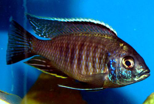 copadichromis undu blue erstnachzucht