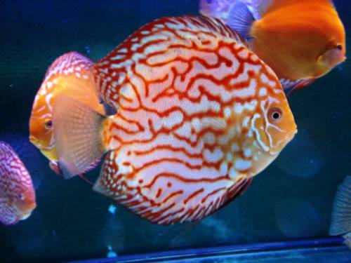 pigeon blood diskusfische