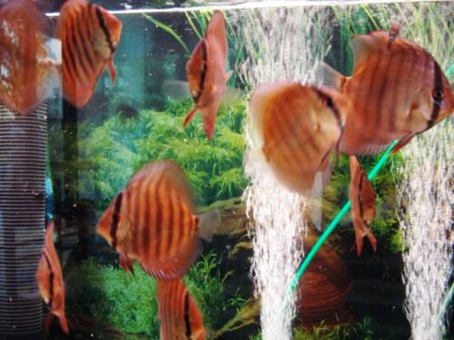 diskusfische zu verkaufen