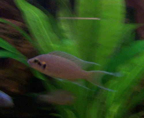 neolamprologus brichardi prinzessin von burundi p�rchen