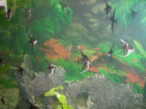  hallo biete ca leopard skalare dunkel an