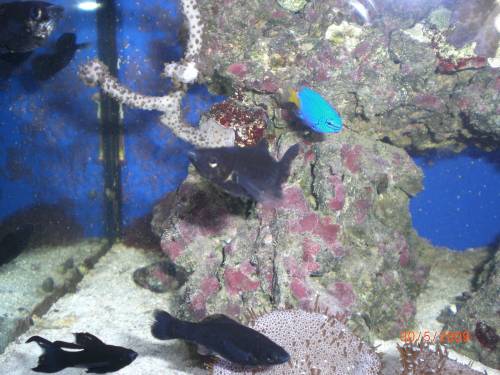 algenvertilger black molly