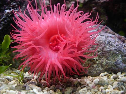 purpurrose actinia equina pferdeaktinie gesucht