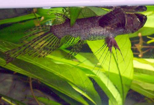  afrikanische schmetterlingsfische