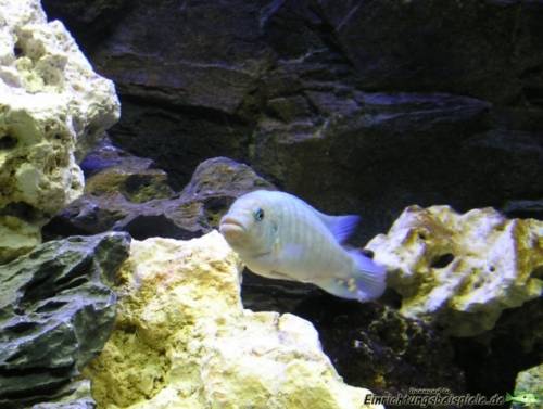 zebrabarsch zebrabuntbarsch rot blau