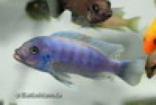 zebrabuntbarsche und skalare