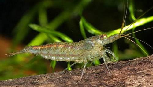 algen zwerggarnele stck