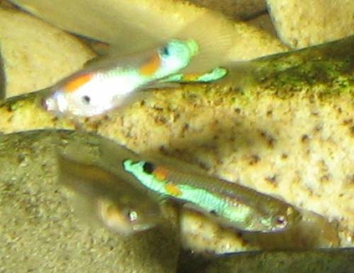 wildguppys aus venezuela
