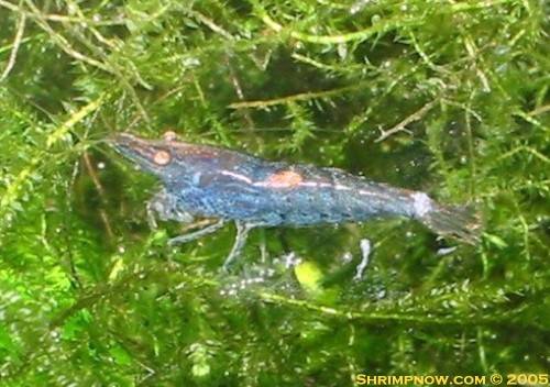 suche gr�ne zwerggarnele oder blue pearl