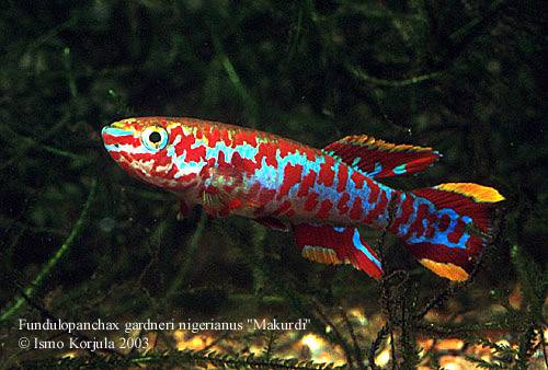 torfansatz killifischeier fp gardneri makurdi