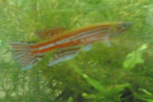 aph mento t�rkei ogoense ghp