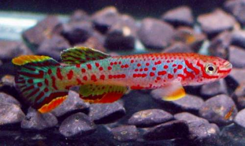 killifisch torfansatz