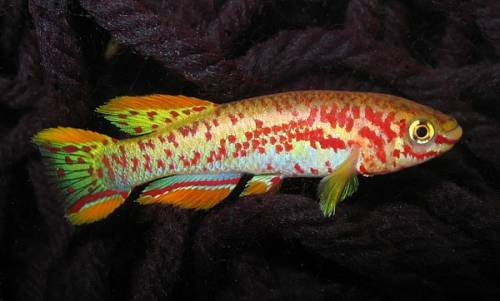 torfansatz mit killifischeiern abzugeben