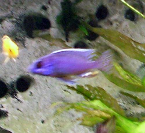 aulonocara kaiserbuntbarsche