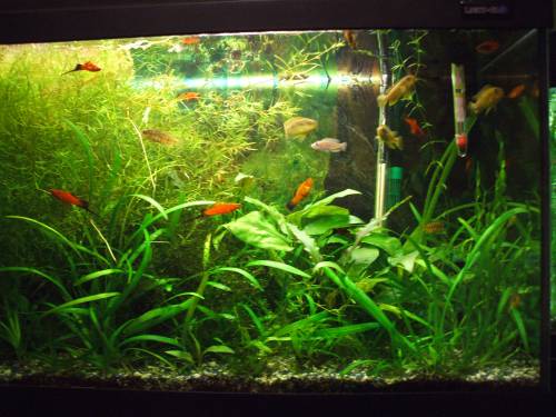 rote schwerttr�ger