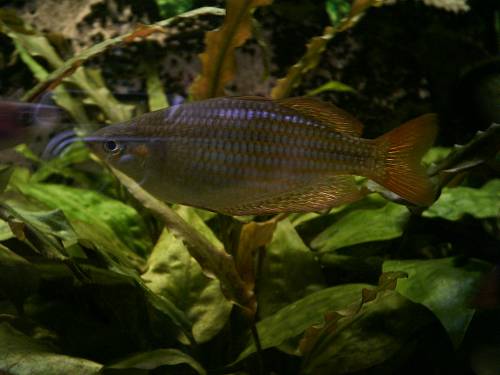 sch�ner regenbogenfisch