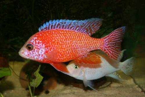 malawicichliden aus hobbyzucht maulbr�ter