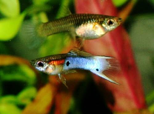 wildguppys zum sonderpreis pro tier nur versch arten 