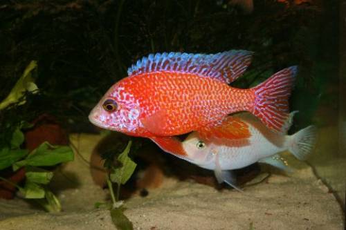 malawicichliden aus hobbyzucht