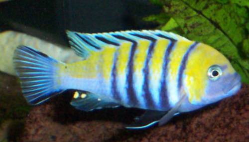 malawicichliden aus hobbyzucht