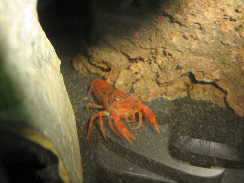 orange zwergflusskrebse
