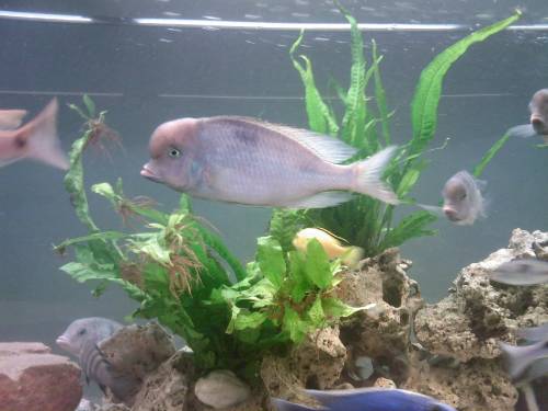 cyrtocara moori nachzuchten