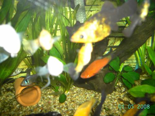 junge mollys in verschiedenen farben