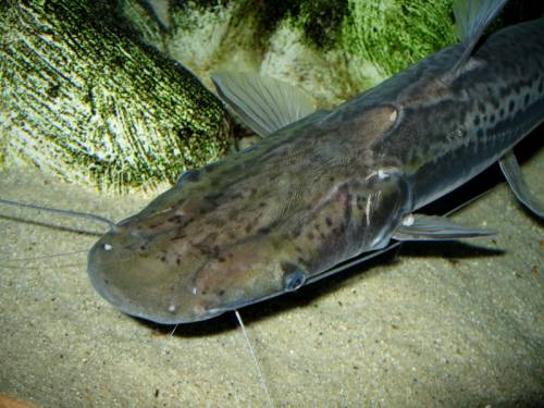 spatelwelse sorubim lima er gruppe ca cm