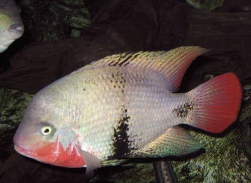 vieja maculicauda ca cm