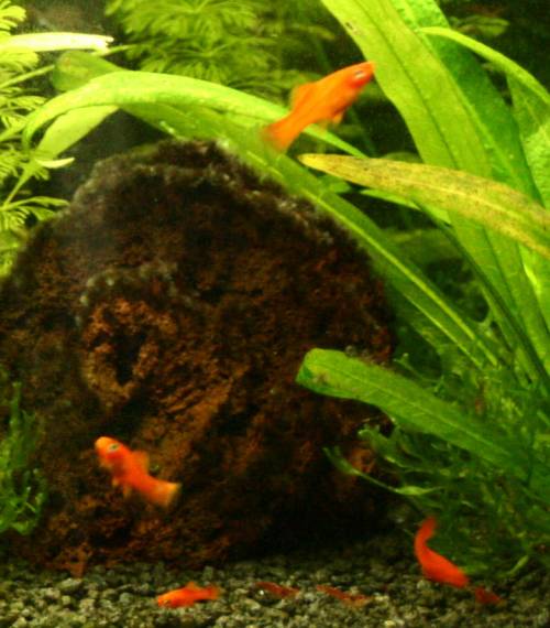 kleine orange schwerttr�ger abzugeben je euro