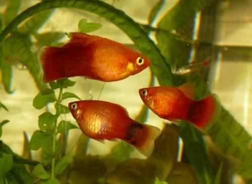 platys rot orange