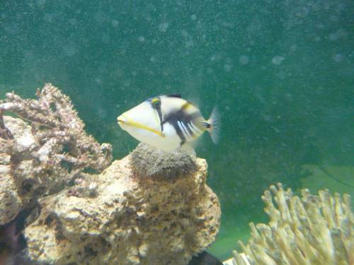 picasso dr�ckerfisch