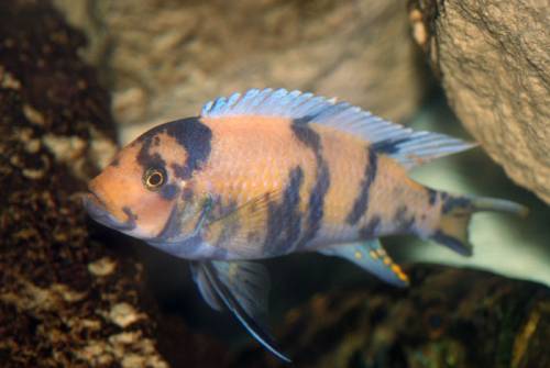 ps esterae sehr sch�ne nachzuchten