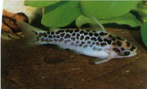 corydoras panzerwelse