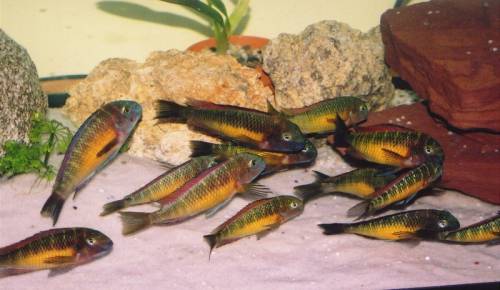 eingelebter tropheus stamm zu v wfnz kasanga red rainbow