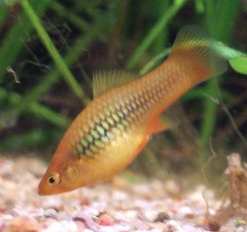 schner platy nachwuchs abzugeben