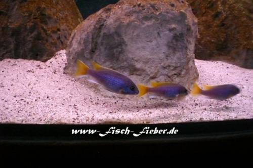 pseudotropheus acei luwala