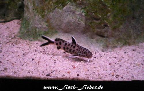 synodontis lucipinnis stk