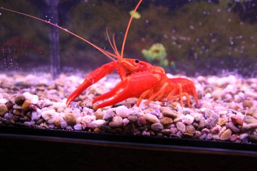 procambaus clarkii amerikanischer sumpfkrebs orange