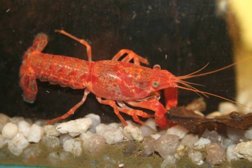 cambarellus patzcuarensis mexikanischer zwegkrebs