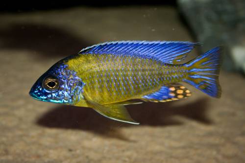 aulonocara blue neon wfnz