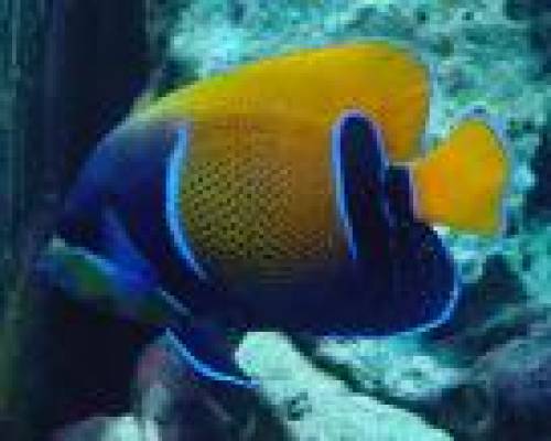 auflsung meines seewasseraquariums