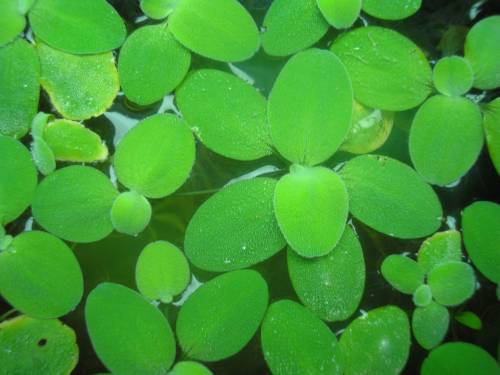 muschelblume wassersalat